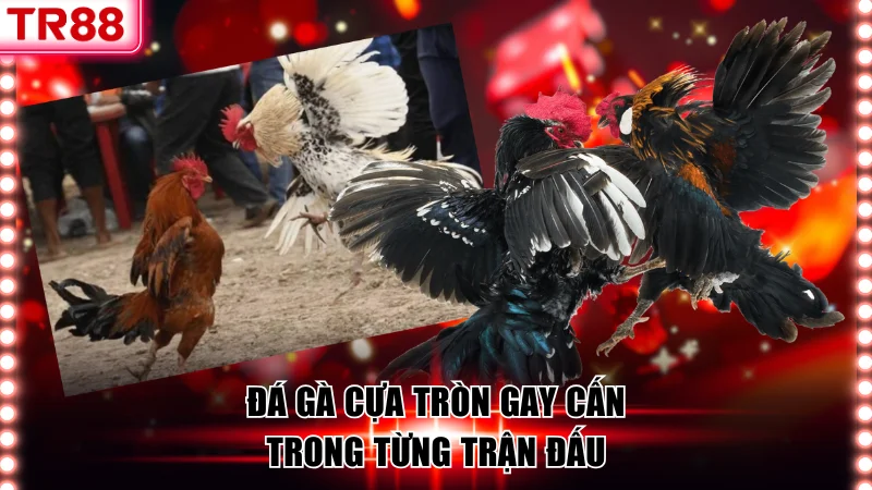 Đá gà cựa tròn có sát thương nhẹ hơn nhưng vẫn gay cấn